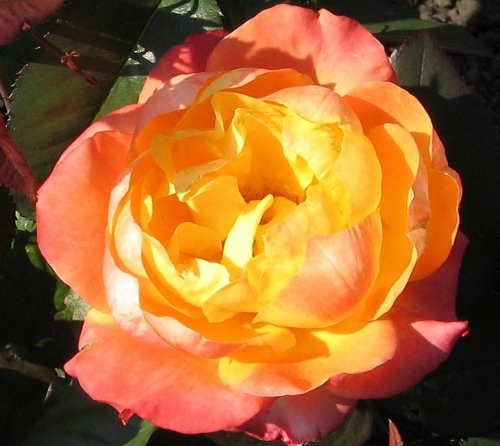 Роза Огненный Дракон