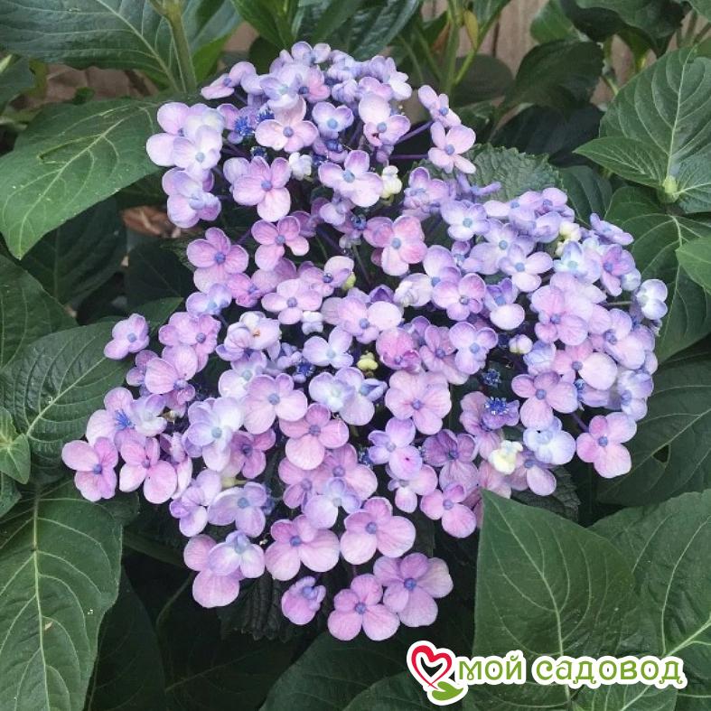 Гортензия крупнолистная Аиша ЗКС