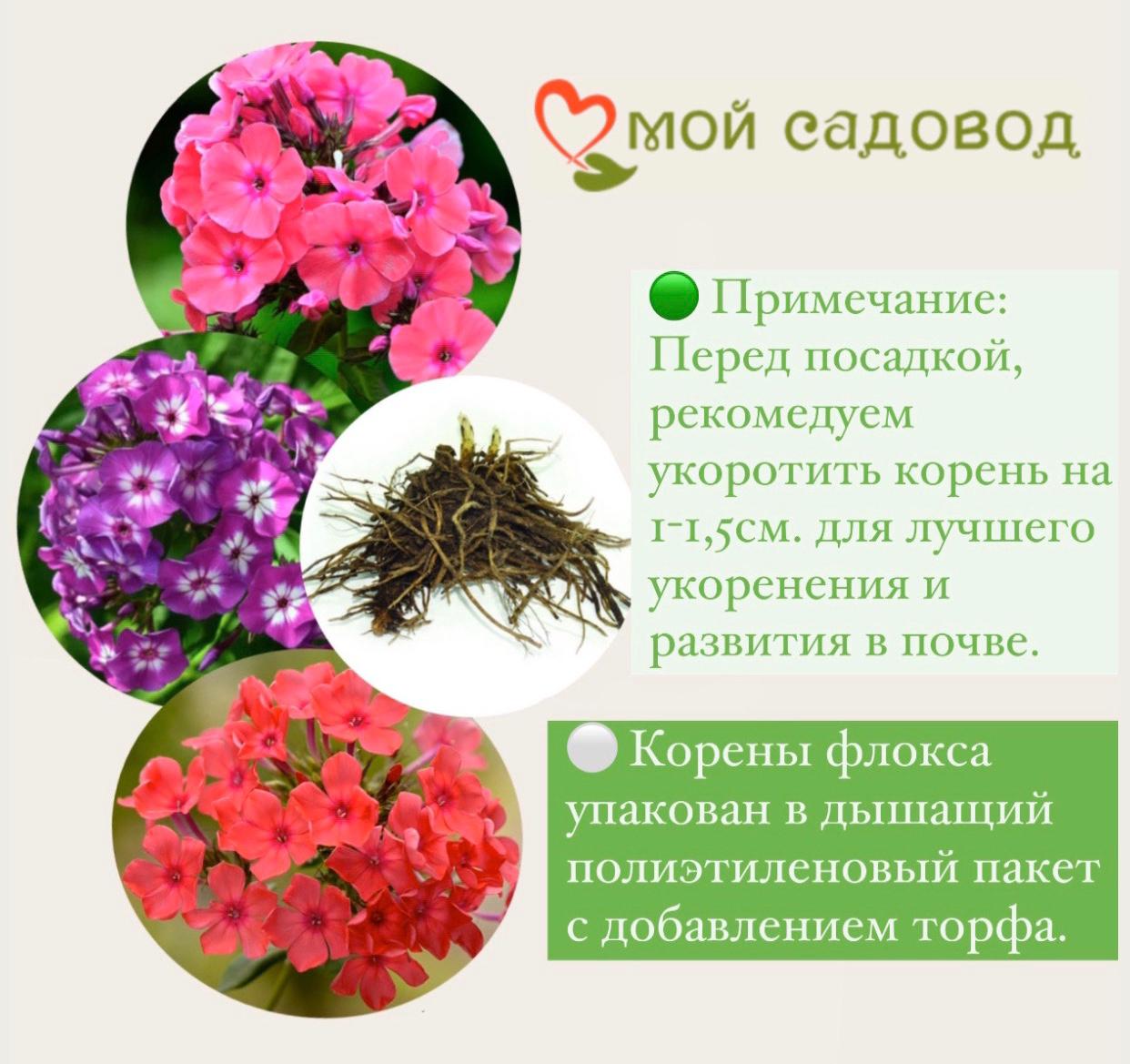 ФЛОКС МЕТЕЛЬЧАТЫЙ ДРАКОН