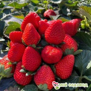 Клубника Ред Никс